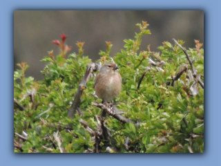 Linnet seen near Eppleton Hall on 27th April 2.jpg